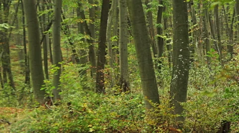Beech forest in early autumn. Stock-Footage 43387297
