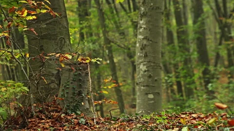 Beech forest in early autumn. Stock Footage 43387595