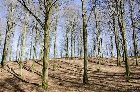 Beech forest in early spring Stock Photos