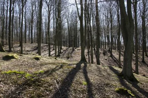 Beech forest in early spring Stock Photos