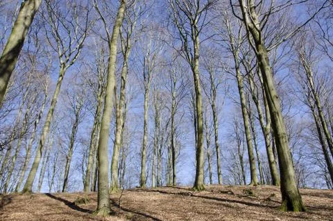 Beech forest in early spring Foto stock