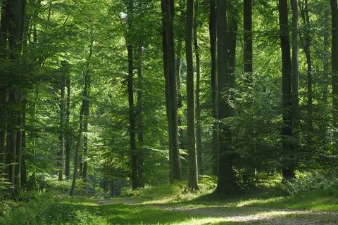  Beech forest Eawy Forest, in Upper Normandy, France. Mainly composed of b... Stock Photos