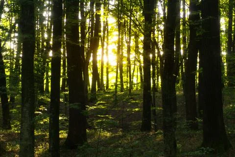 Beech forest on in the evening Stock Photos