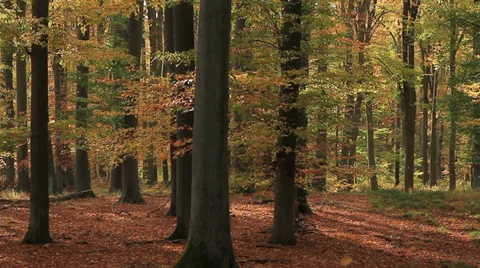 Beech forest in fall with falling leaves Stock Footage 39467375