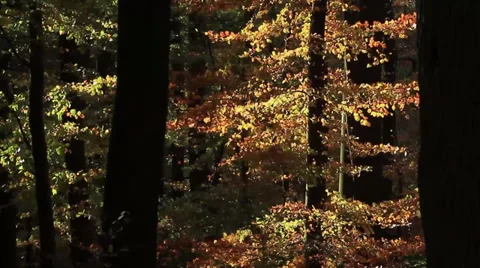 Beech Forest in Fall Stock-Footage 32209965