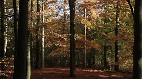 Beech forest in fall Stock Footage 39467229