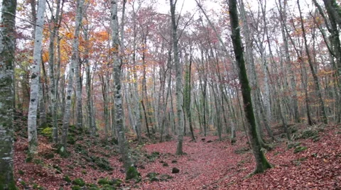 Beech Forest with Falling Leaves in Autumn Stock-Footage 44526905