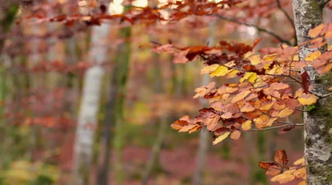 Beech Forest with Falling Leaves in Fall Video stock 44537748