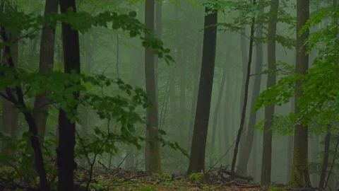Beech forest with fog Video stock 94514184