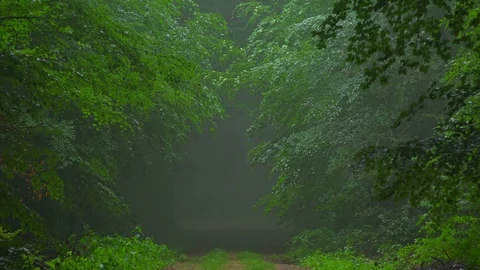 Beech forest with fog Video stock 94514255