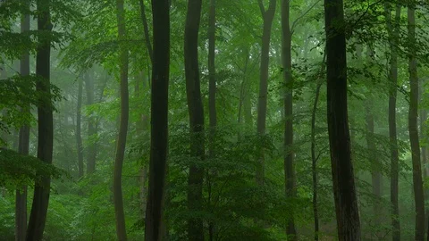 Beech forest with fog Video stock 94514312
