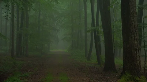 Beech forest with fog Stock Footage 94514335