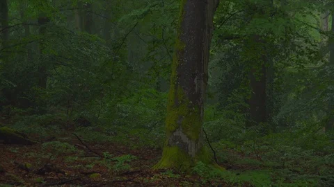 Beech forest with fog Video stock 94514349