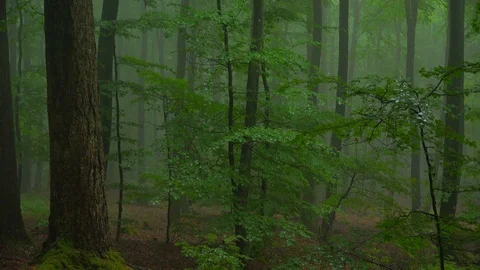 Beech forest with fog Stock Footage 94514385