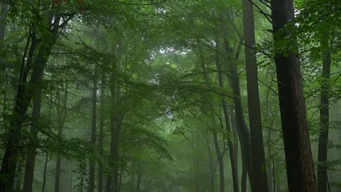 Beech forest with fog Stock Footage 94514394