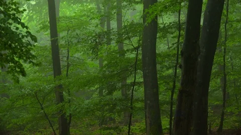 Beech forest with fog Video stock 94514603