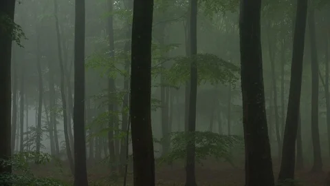 Beech forest with fog Video stock 94514713