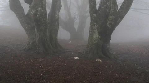Beech forest in the fog, weaving of branches in winter. Taburno Regional Park Stock Footage 106565140