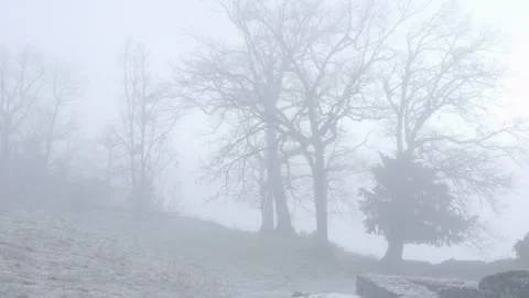 Beech Forest In The Fog, Weaving Of Branches In Winter. Stock Footage 264611090