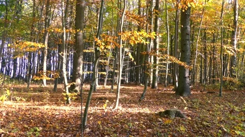 Beech forest with foliage on the ground - wind, sun beams - autumn background Stock Footage 145795268