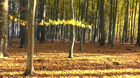 Beech forest with foliage on the ground - wind, sun beams - autumn background Stock Footage 145795882
