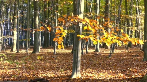 Beech forest with foliage on the ground - wind, sun beams - autumn background Stock Footage 145802368