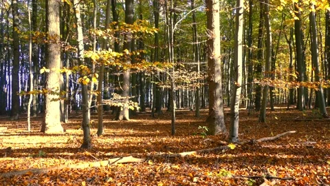 Beech forest with foliage on the ground - wind, sun beams - autumn background Stock Footage 145826041