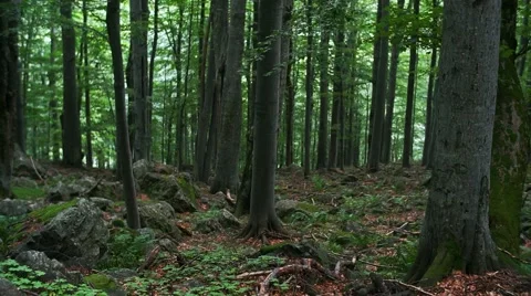 Beech forest Stock Footage 43706759