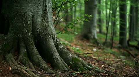 Beech forest Stock Footage 43709332
