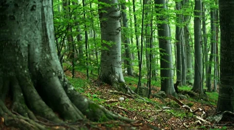 Beech forest Stock Footage 43709732