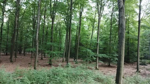 Beech forest Video stock 94478122