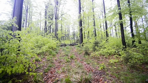 Beech forest Stock Footage 101748263
