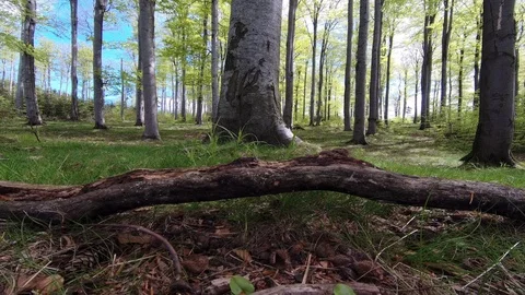 Beech forest Stock Footage 111912960