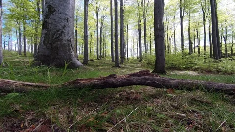 Beech forest Stock Footage 111913037