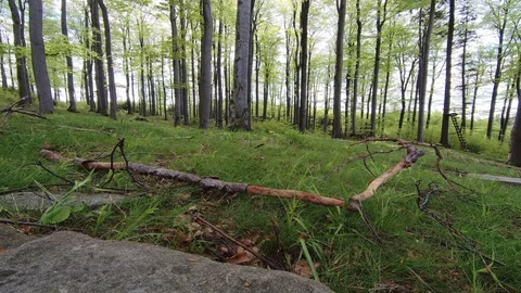 Beech forest Stock Footage 111913044
