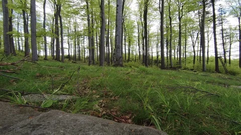 Beech forest Stock Footage 111913093