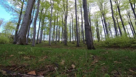 Beech forest Stock Footage 111913200