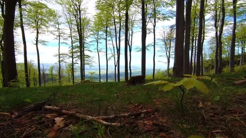 Beech forest Stock Footage 111913250