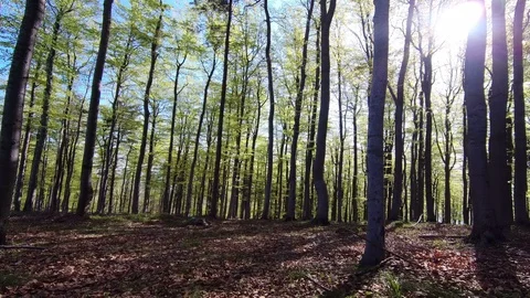 Beech forest Stock Footage 111913396