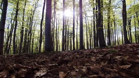 Beech forest Stock Footage 111913416