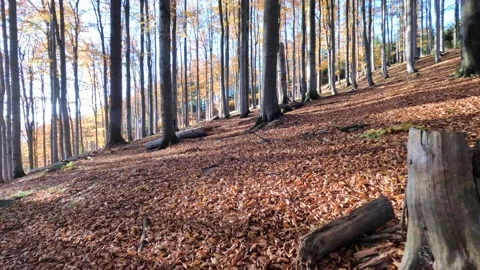 Beech forest Stock Footage 164105612