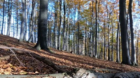 Beech forest Stock Footage 164106241