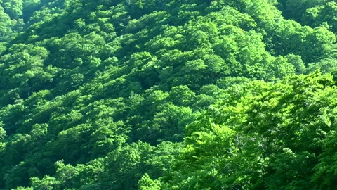 Beech Forest 스톡 동영상 332388718