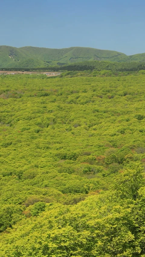 The Beech Forest of Fresh Greenery and Mount Iwaki 스톡 동영상 330209324