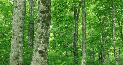 The Beech Forest of the Gakudai Nature Observation Education Forest in Stock-Footage 332346802