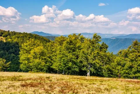 Beech forest on grassy meadow in high mountains Stock Photos