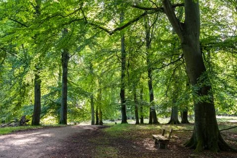 Beech forest with green leafs, a road and a bench in Denmark Stock Photos