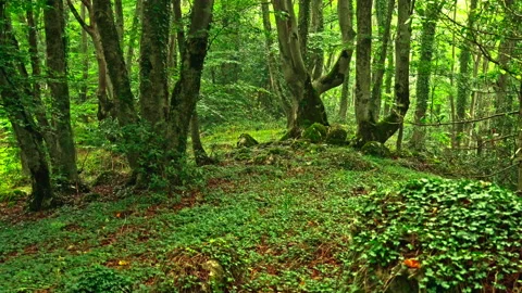 Beech forest with green leaves on the branches and mossy trunks Video stock 214440667