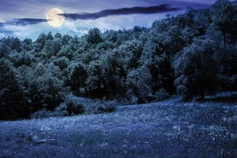 Beech forest on the hill at night Stock Photos