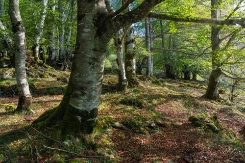 Beech forest with huge trees and large branches from which leaves fall on the Stock Photos